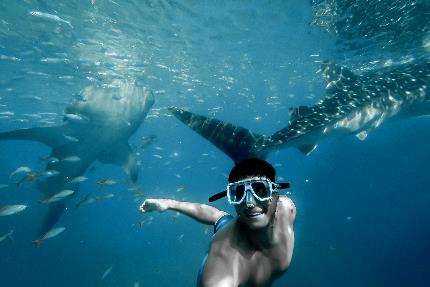 Tour de Nado con Tiburón Ballena en Isla Mujeres